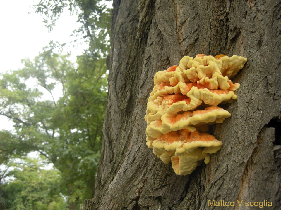 fungo a mensola da determinare (Laetiporus sulphureus)